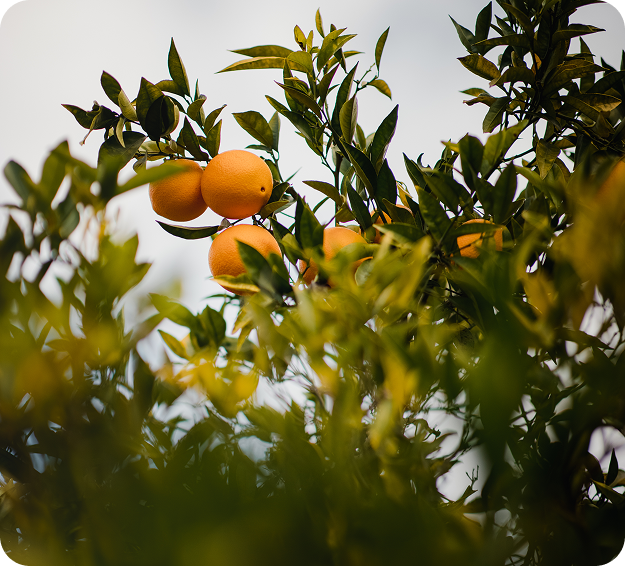 Tudo comeca no Campo